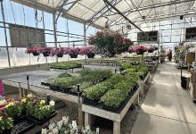 Alpine Gardens购物图片