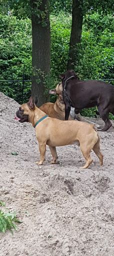 Stichting Hondenspeeltuin Hoogeveen-霍赫芬