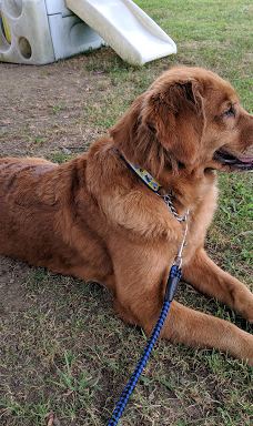 世界名犬牧场-前桥市