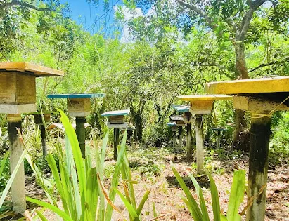 Milea Bee Farm
