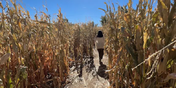 Diana's Pumpkin Patch