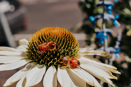 Nellie's Shed, Macedon Ranges