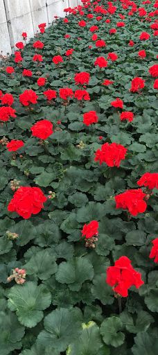 Kiss Virágkertészet, Békéscsaba-贝凯什乔包