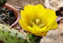 El portal del cactus景点图片