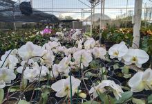 Greenhouse Mikie Holiday景点图片