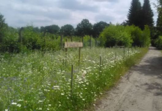 Bienenfutter-Wiese景点图片