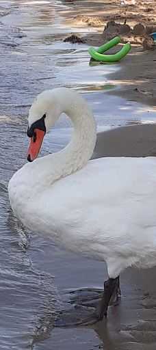 宝贝沙滩-日内瓦