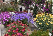 AZUR COOP - COOPERATIVE AGRICOLE / JARDINERIE购物图片