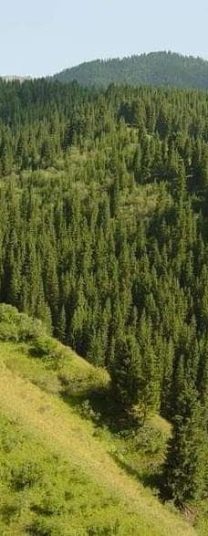 原林园-美人松原始森林-大兴安岭