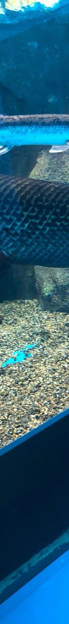 仙台海洋森林水族馆-仙台