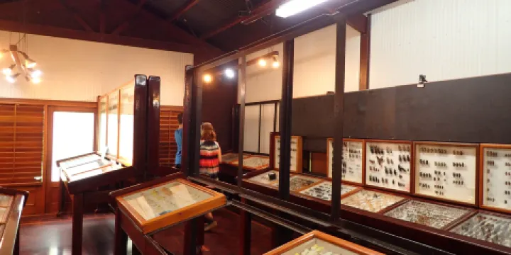 Daintree Entomological museum