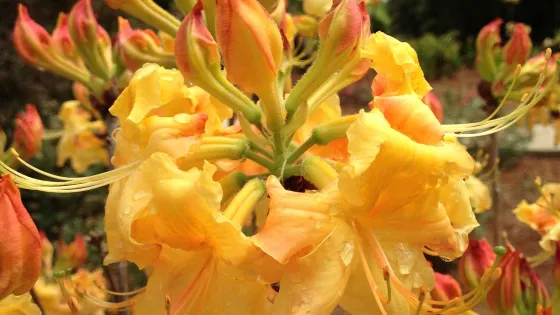 Mobile Botanical Gardens