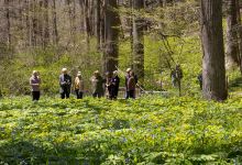 Bowman's Hill Wildflower Preserve景点图片