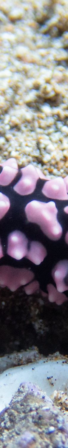 Makena Landing Park-茂宜县