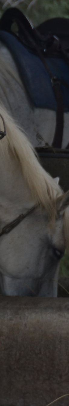 Domaine de la Palissade-阿尔勒