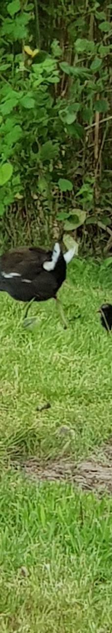 Lac de Creutzwald-柯哲斯瓦尔德拉克鲁瓦