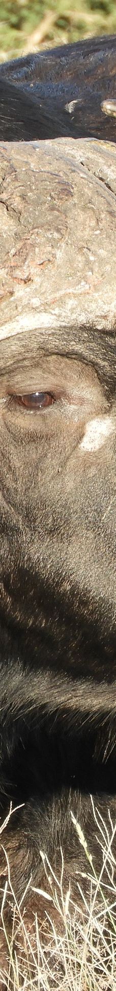 姆邦贝拉地方自治市