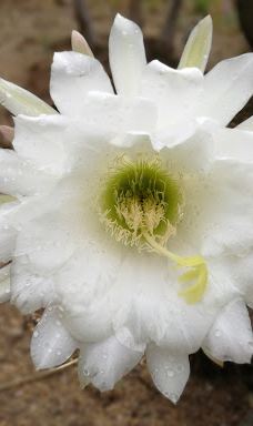 Jardí Botànic Tropical Paratge Pinya de Rosa-布拉内斯