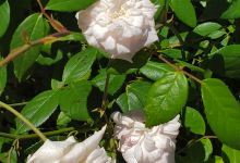 Pauls Valley Parks & Recreation景点图片