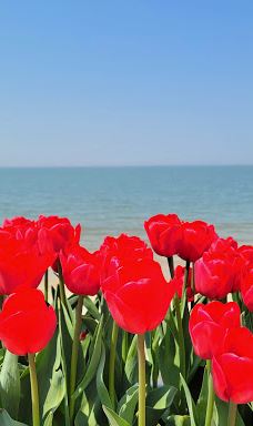 Sinan Tulip Festival-新安郡