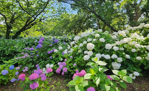 千葉市都市綠化植物園