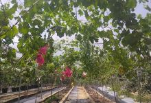 PO-LAND GRAPE MACHANG "PGM"景点图片