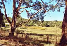 Blakes Estate Winery景点图片