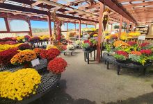 Mostardi Nursery购物图片