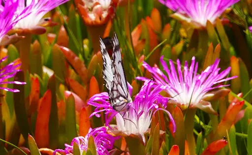Jawbone Flora and Fauna Reserve