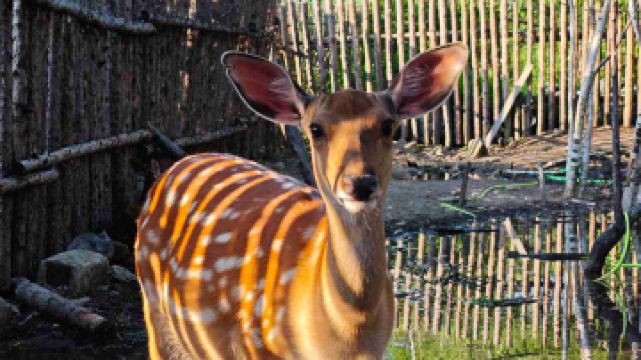 長白山雪絨花馴鹿園