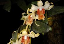 Vườn Lan Phú Quý景点图片