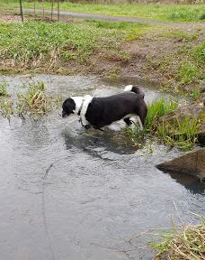 Dr. Martin Luther King Jr Park-科瓦利斯