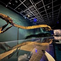 费里曼特尔图片