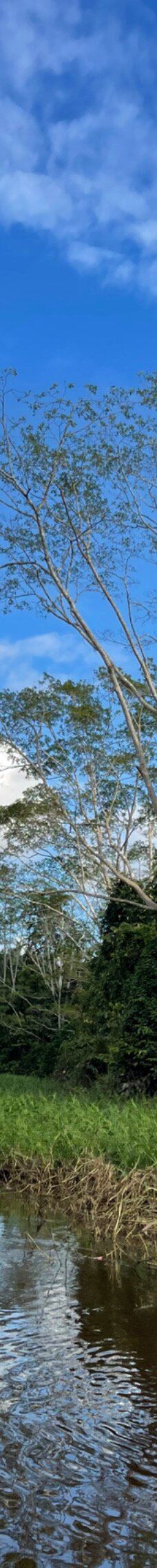 京那巴当岸河-基纳巴唐岸