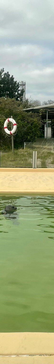 Seehundstation und Waloseum-诺德代希