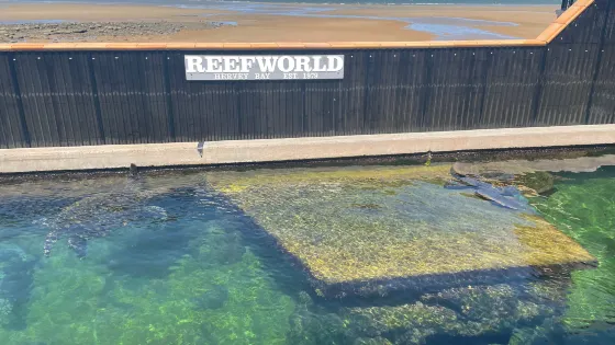 Reefworld Aquarium and Shark Swim