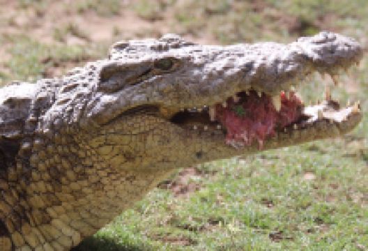 Zulu Croc Reptile Park景点图片