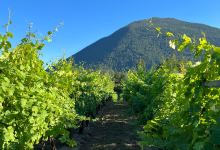 Recline Ridge Vineyard & Winery景点图片