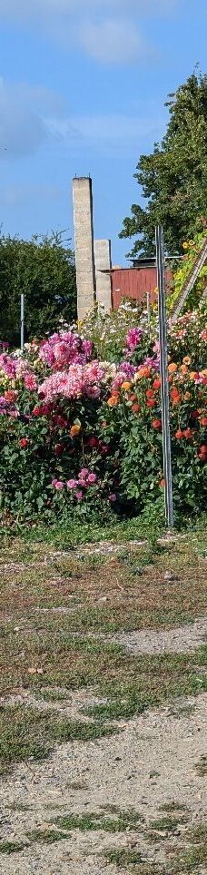 Vingaarden, Lille Gadegaard ( Vineyard )-阿克尔科拜