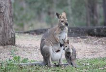 Venman Bushland National Park景点图片