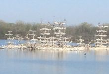 Lake Renwick Heron Rookery Nature Preserve景点图片