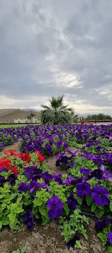 Rustaq Park | حديقة الرستاق-拉斯塔