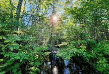 Johnson River Falls Trailhead景点图片