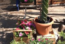 Vivero Cactus Del Valle购物图片