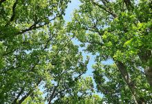 Priestley Wood景点图片