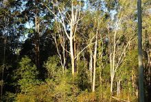Harry Spring Conservation Park景点图片