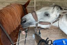 Equestrian Center La Goutarende景点图片