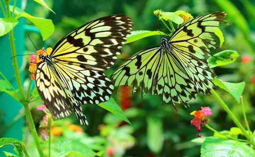 Siquijor Butterfly Sanctuary