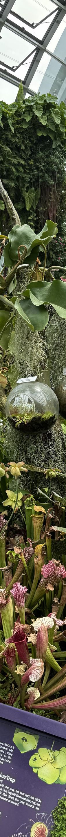 云雾林-新加坡-YoYo_0L0N4X7A