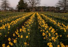 Clandon Daffodils购物图片